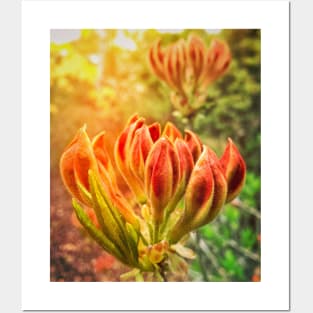 Spring Azalea Buds Posters and Art